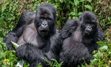 4 Day Gorilla Trekking At Bwindi Impenetrable Forest And Visit Most Enchanting Lake Bunyonyi