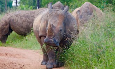 5 Days Murchison Falls Safari, Wildlife, Chimps and Rhinos